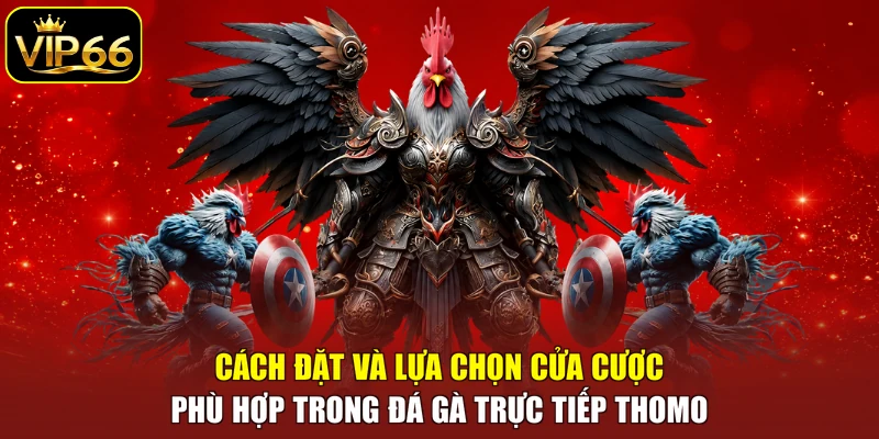 Cách đặt và lựa chọn cửa cược phù hợp trong đá gà trực tiếp Thomo
