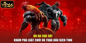 Đá gà cựa sắt