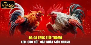 Đá gà trực tiếp Thomo