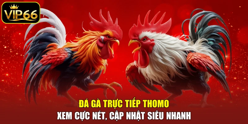 Đá gà trực tiếp Thomo