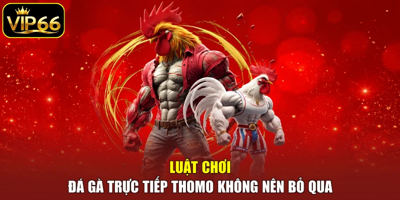 Luật chơi đá gà trực tiếp Thomo không nên bỏ qua